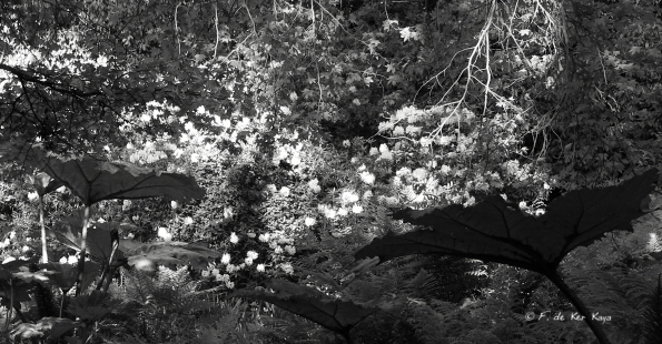 Bois des Moutiers (50) Juin 2012